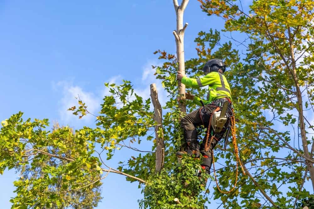 Miguel's Tree Service technician removing tree branches in a harness in a tree.