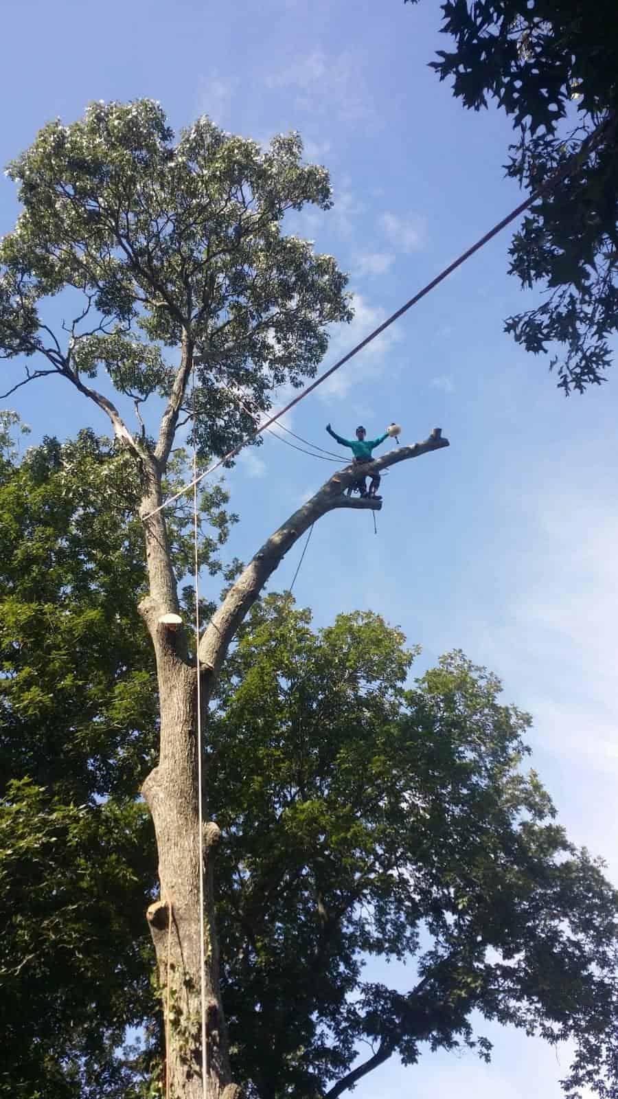 A person is seated on a high tree branch, wearing safety gear and holding a rope. The scene of tree trimming suggests arborist work, as the tall tree stands against the clear blue sky with surrounding green foliage.