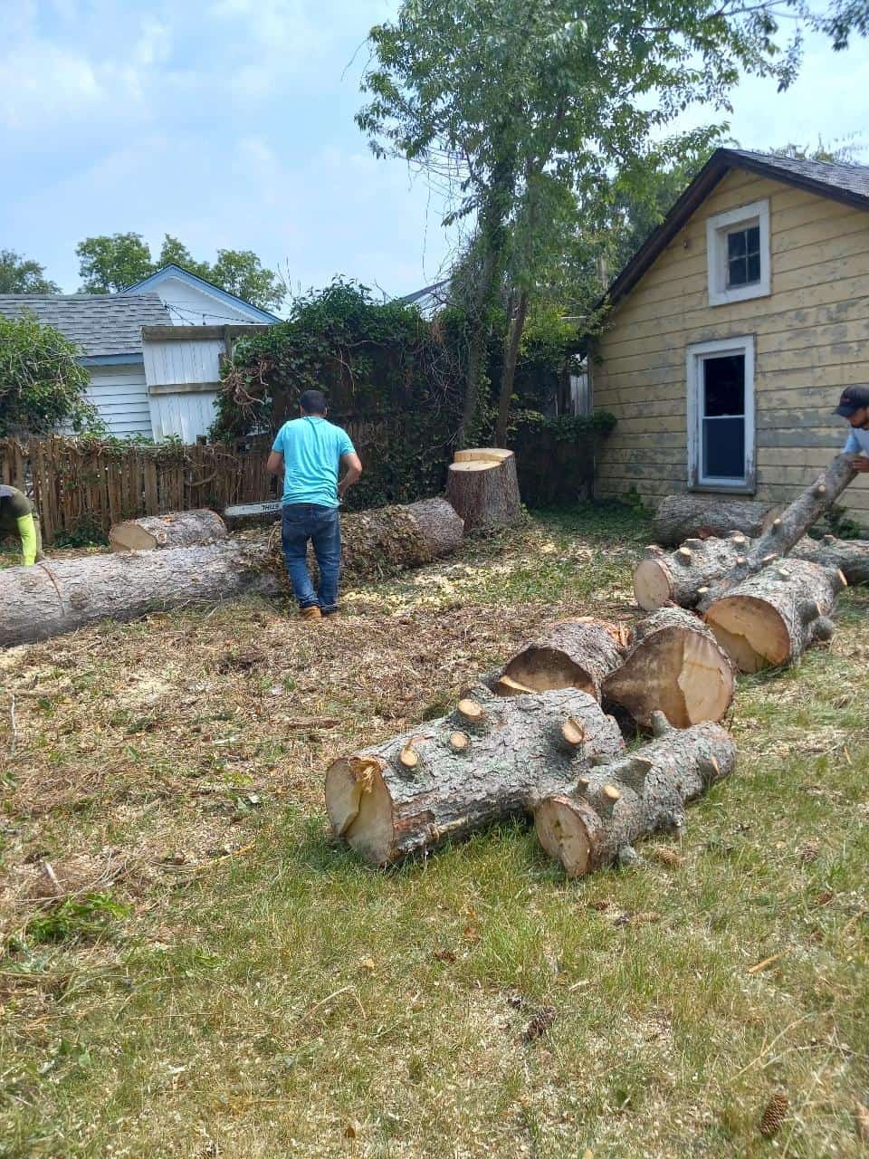 Two people are busy with a tree removal project in the yard, surrounded by large cut logs on the ground. A small yellow house and wooden fence provide a quaint backdrop. One individual in a blue shirt stands near the logs, while the other is partially visible, showcasing effective tree service work.