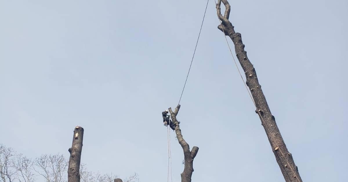 A person is climbing a tall, bare tree trunk using ropes and safety gear against a clear sky. The tree branches have been cut, leaving only the main trunks, reminiscent of a scene after meticulous work by a tree removal company. Sparse branches are visible on nearby trees in Suffolk County