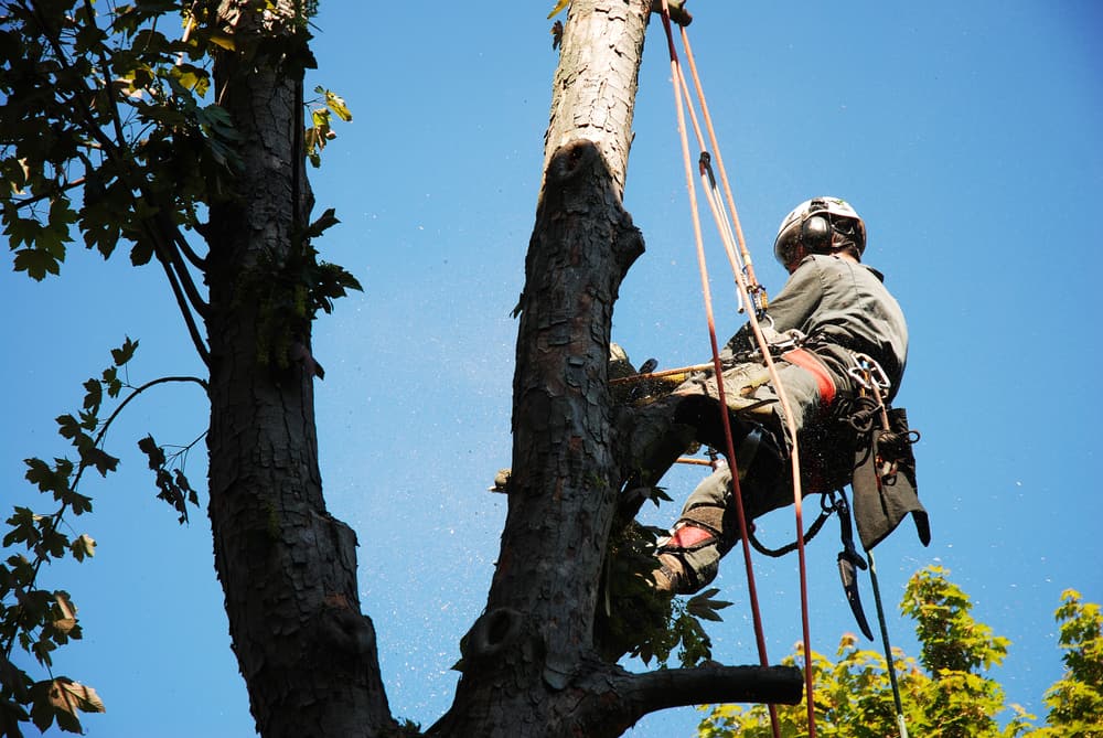 arborist cutting a tree branch with a chain saw.