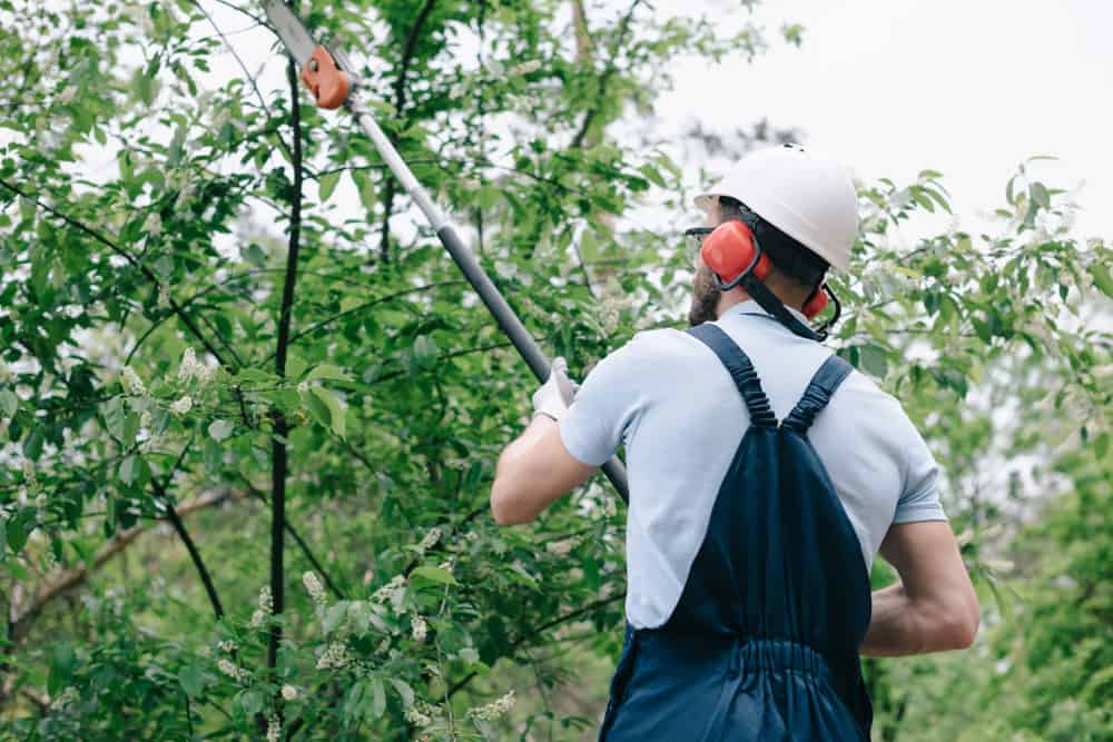 arborist trimming tree branches.