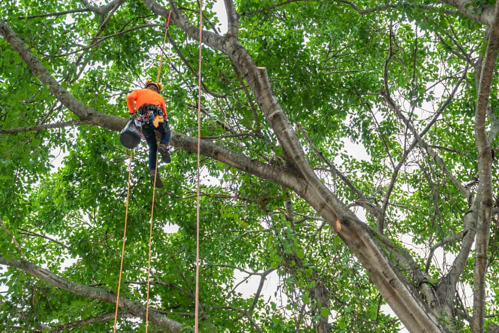 A person wearing safety gear with an orange helmet and shirt expertly climbs a tall, leafy tree using ropes. High above the ground, they skillfully work with climbing equipment as part of a professional tree service in Suffolk County