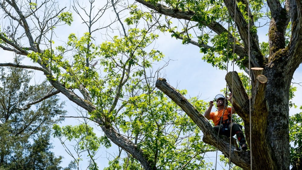 Miguel's Tree Service technician removing tree branches.