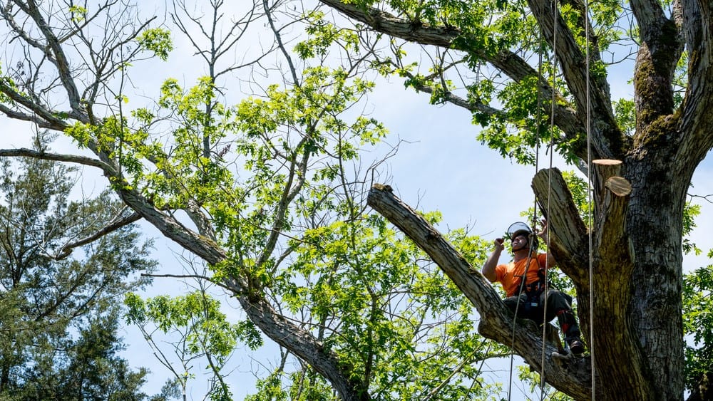 Tree Cutting in Suffolk County, NY | Miguel's Tree Service