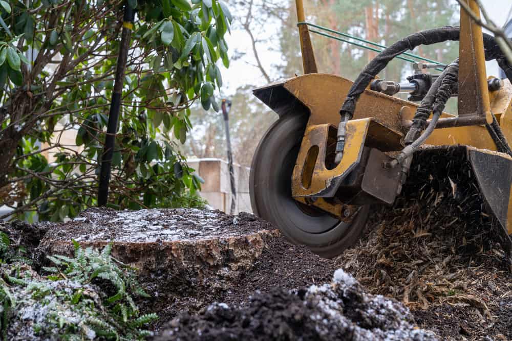 tree stump being grinded with stump grinding equipment.