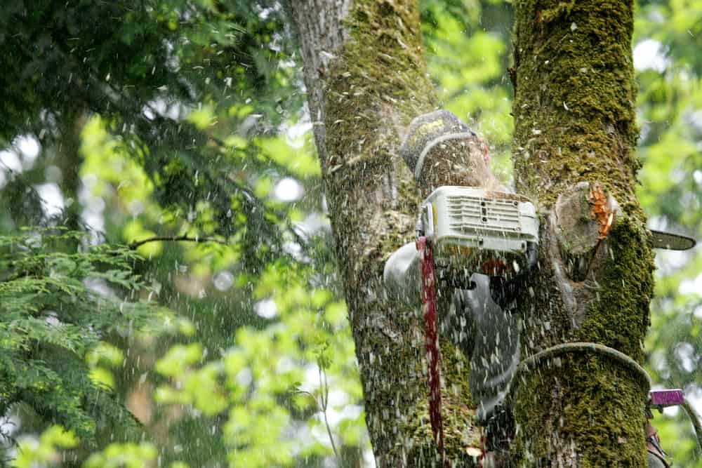 A person from a tree service team in Suffolk County, clad in protective gear, uses a chainsaw to trim a branch. Sawdust mingles with fresh greenery, as their body is partially obscured by the tree and falling debris.