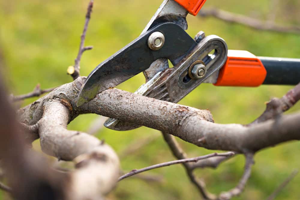 tree branches being trimmed and pruned.