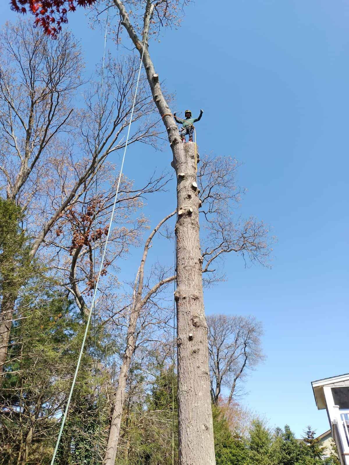 A tree worker from a tree removal service in Suffolk County stands atop a tall, leafless tree, wearing safety gear and holding a tool. A climbing rope hangs nearby. The sky is clear and blue, with surrounding trees just starting to bud. A house is partially visible on the right.