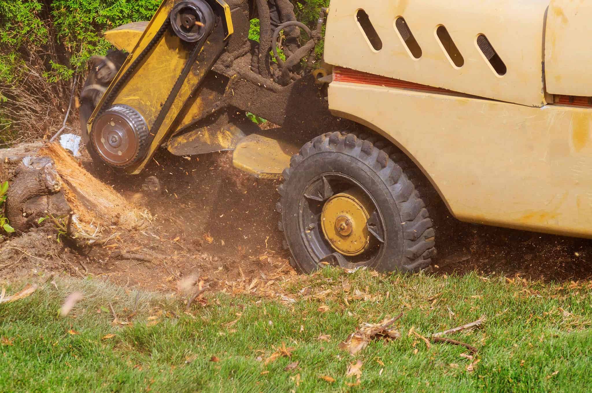 residential stump removal by Miguel's Tree Service.