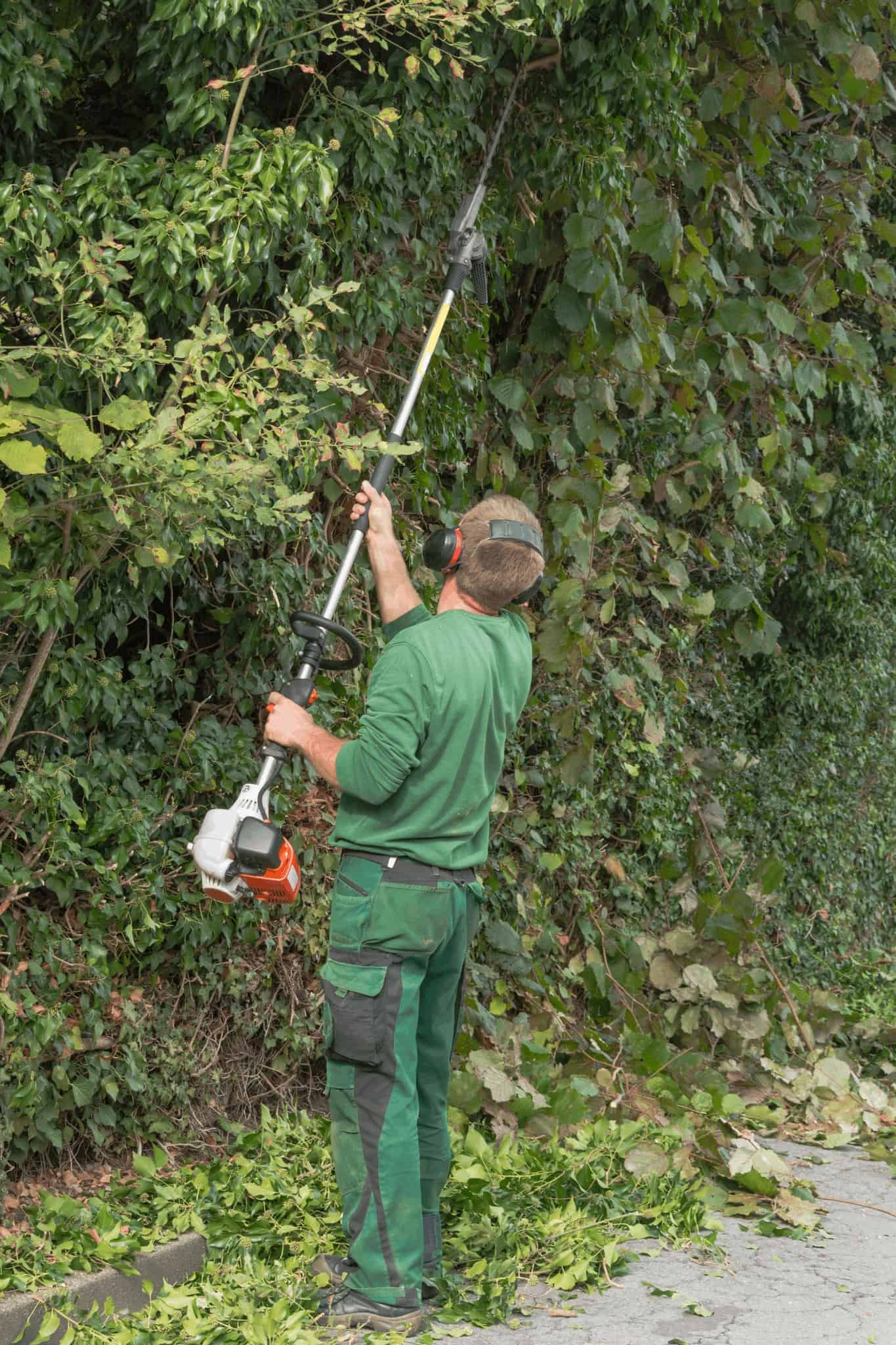 tree technician trimming trees.