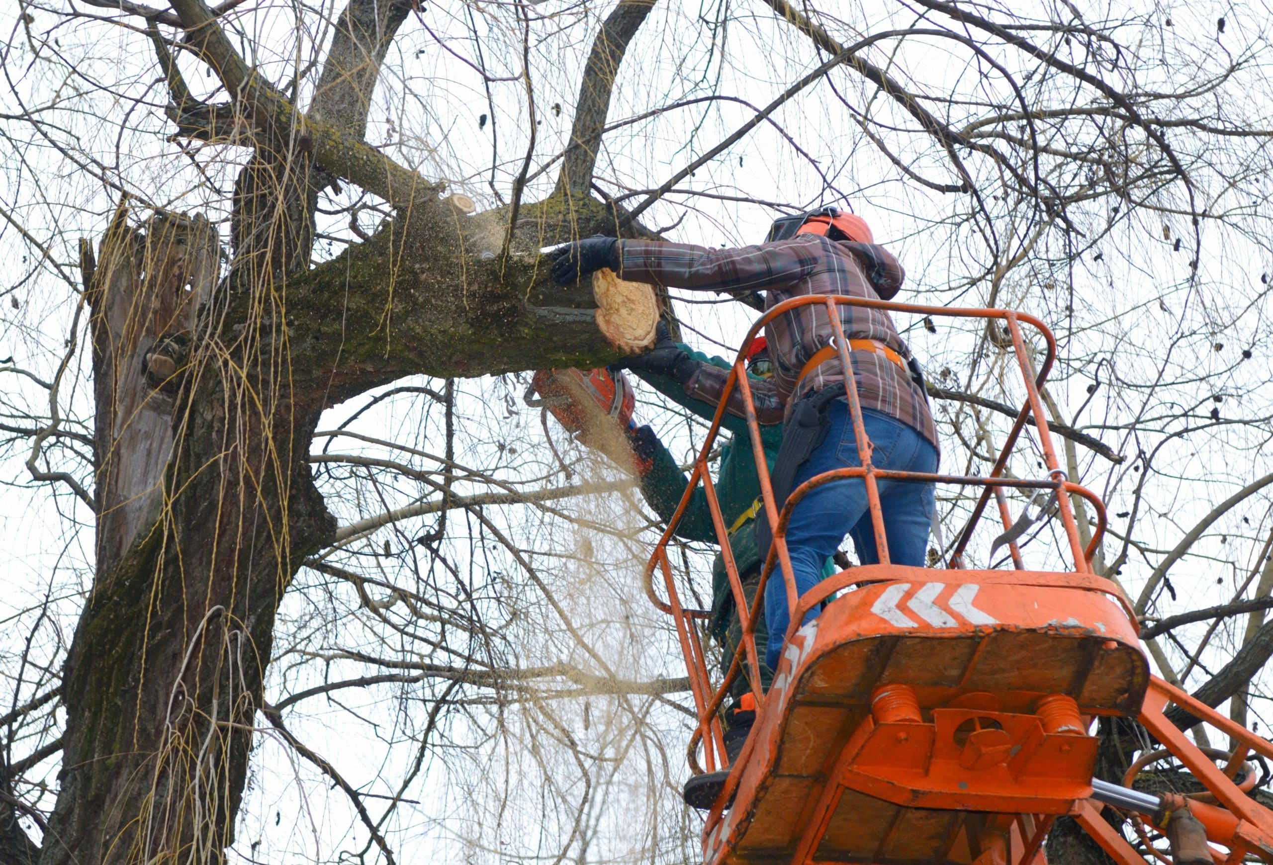 Two workers in protective gear cut a large tree branch using a chainsaw from an orange elevated platform in Suffolk County, NY, during winter.