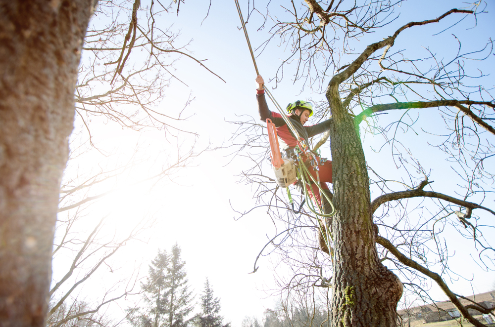 tree services long island