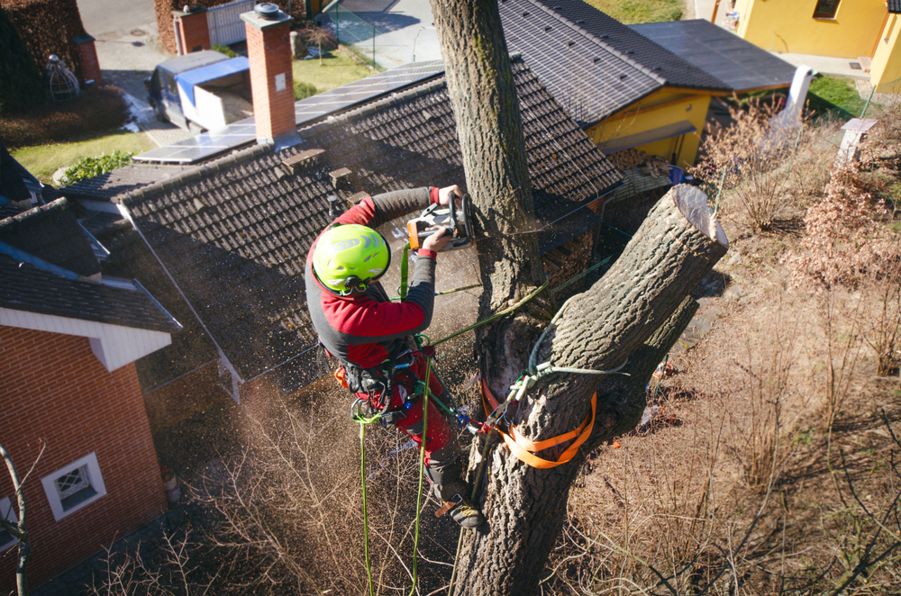tree cutting in Suffolk County, NY.
