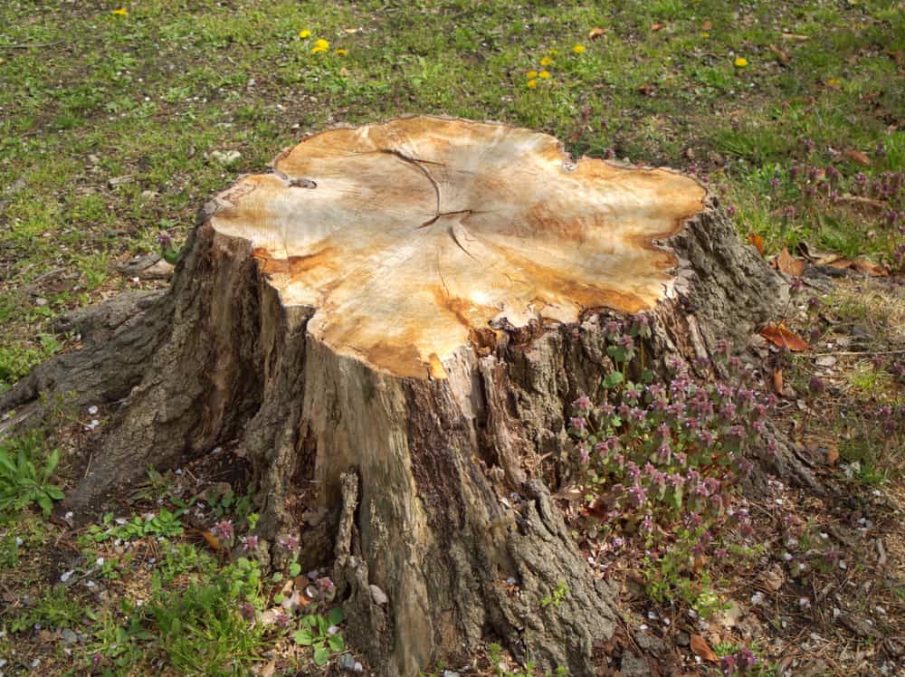 tree stump in a back yard.