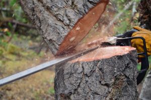 tree cutting in suffolk county, ny