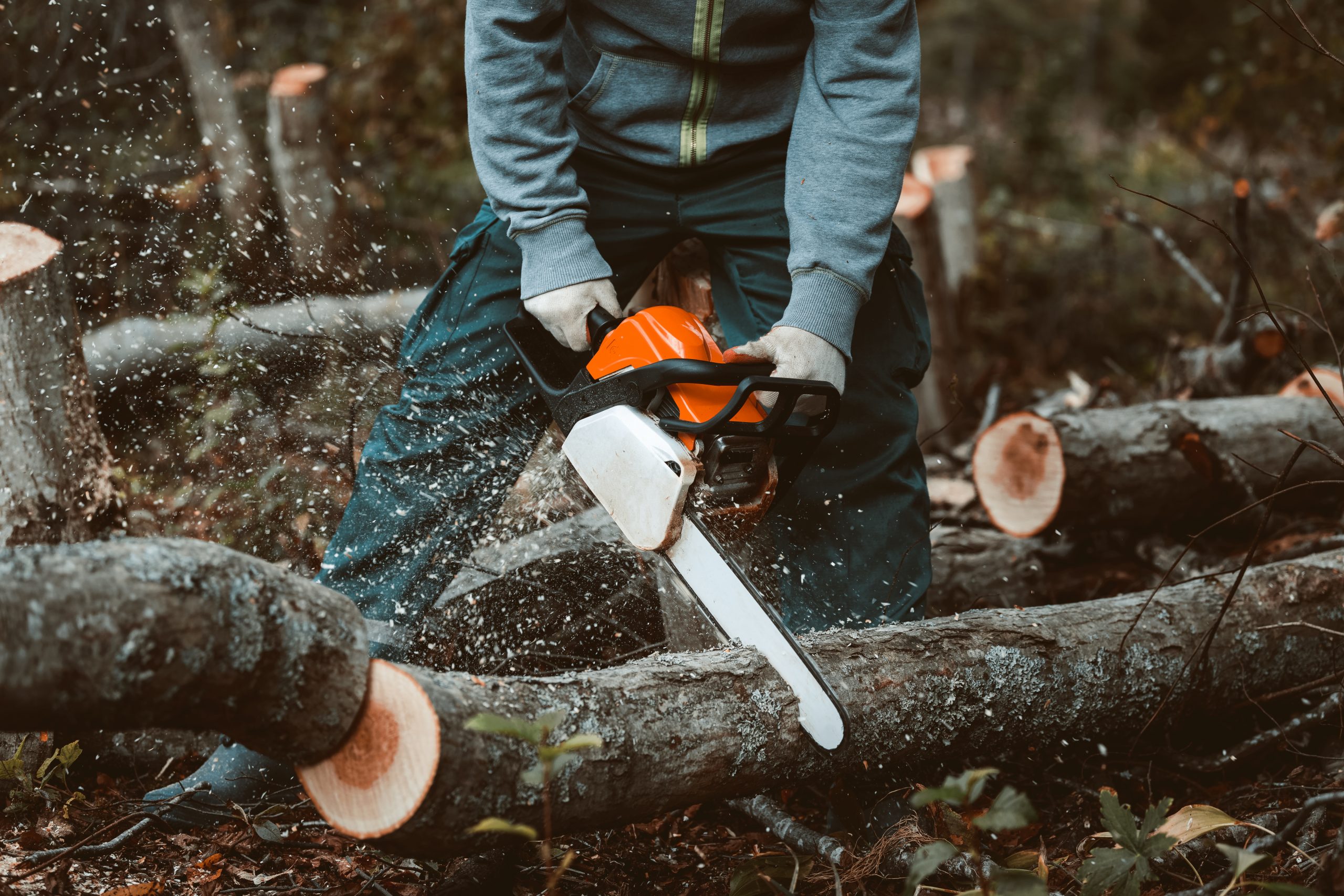 tree services on long island, ny