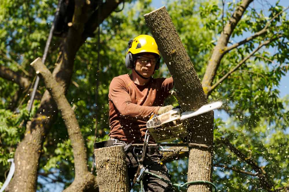 Miguel's tree service removing a tree limb.