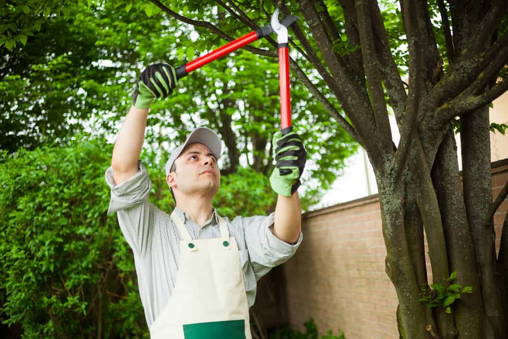 Trimming Services in Suffolk County, NY | Miguels Tree Service
