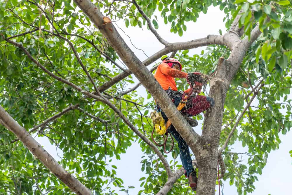 worker trimming tree branches in a residential backyard.