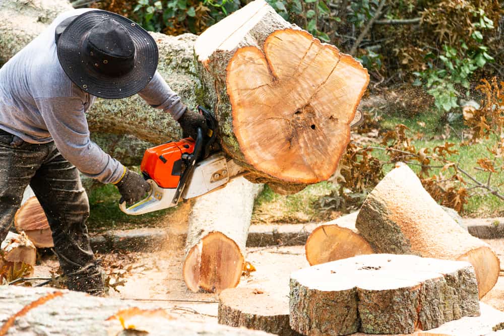 Miguel's Tree Service arborist removing a tree.