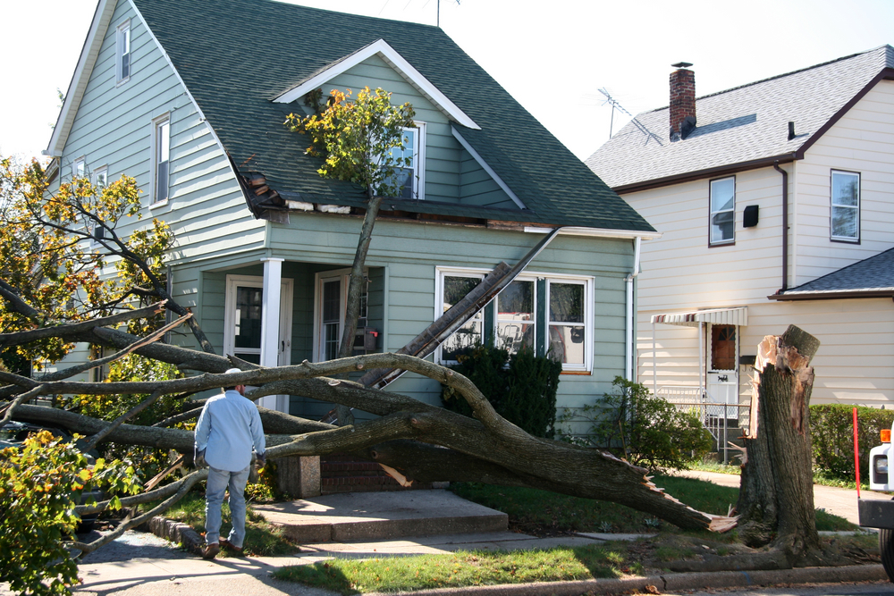 Tree Damage After a Storm in Suffolk County, NY.