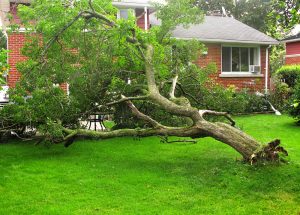Storm tree damage in Suffolk County, NY.