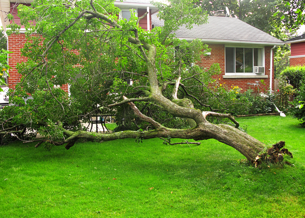 Storm tree damage in Suffolk County, NY.
