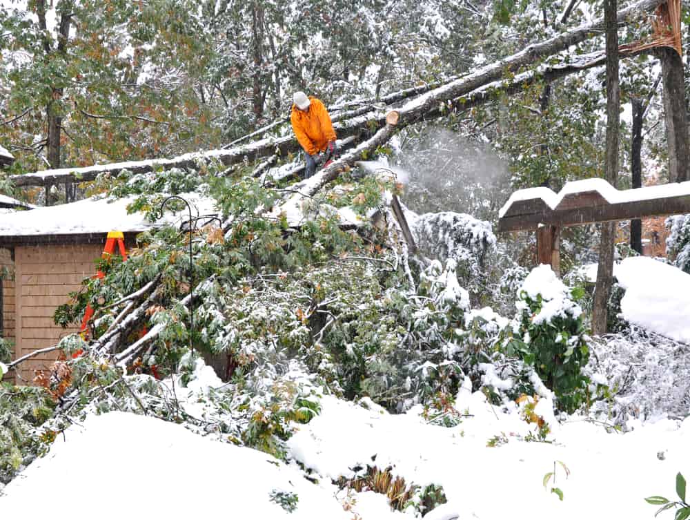 Suffolk County Emergency Tree Removal | Miguel's Tree Service