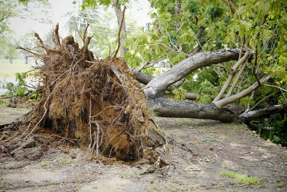 fallen tree after a storm.