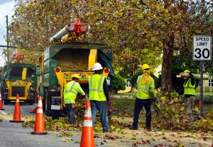 Workers in bright safety vests and helmets operate machinery alongside a road, feeding branches into a wood chipper as part of a comprehensive tree removal service in Suffolk County, NY. The crew is working efficiently, with traffic cones lining the street and a speed limit sign showing 30 mph to ensure the safety of both the workers and passing vehicles.