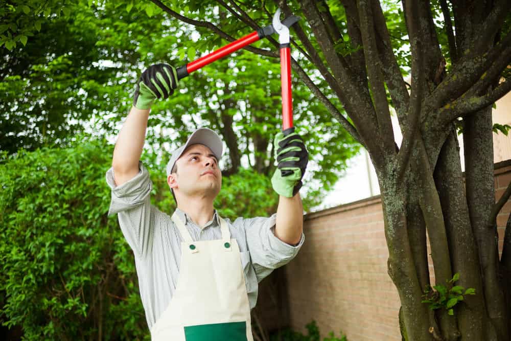 A person in a white shirt, cap, and apron uses red-handled loppers for tree trimming. They wear green gloves while standing in a garden with a brick wall as the backdrop.