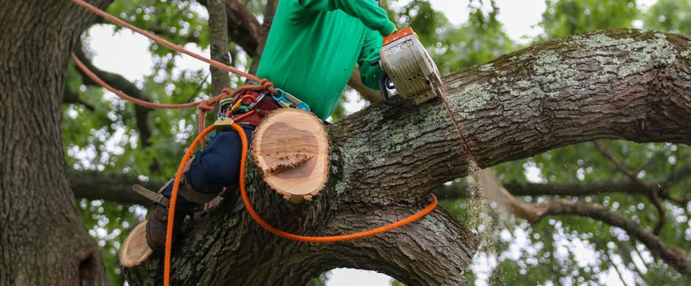 A person from a tree service wears a green shirt and safety gear as they use a chainsaw to cut a large tree branch. Secured with ropes and harnesses, they navigate the moss-covered branches with precision.
