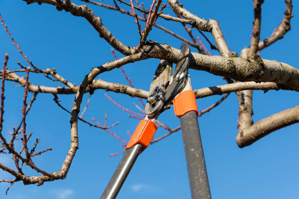 Close-up of pruning shears cutting a tree branch against a clear blue sky. The shears with orange handles expertly trim the bare branches, reflecting the precision of a top-notch tree service in a winter or early spring setting.