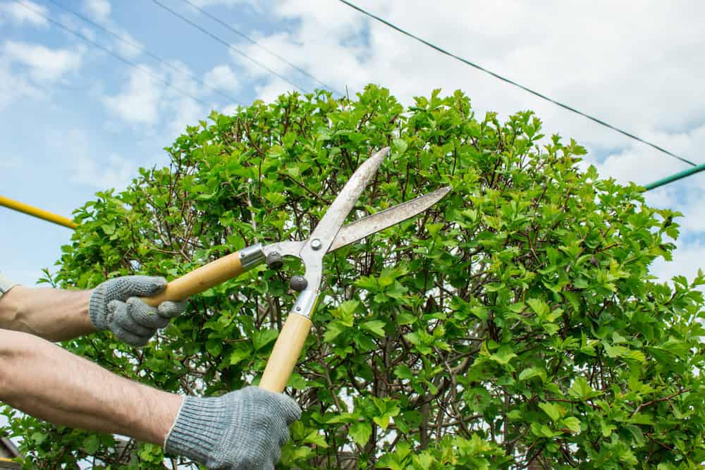A person from a tree trimming company, wearing gloves, expertly trims a green bush with large hedge shears. The sky is partly cloudy in the background.