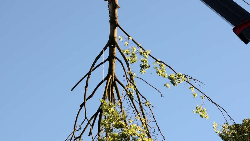 A large tree branch is suspended in the air against a clear blue sky, lifted by a crane visible on the right. This tree removal process in Suffolk County, NY showcases the partially leafless branch with some green leaves still attached.
