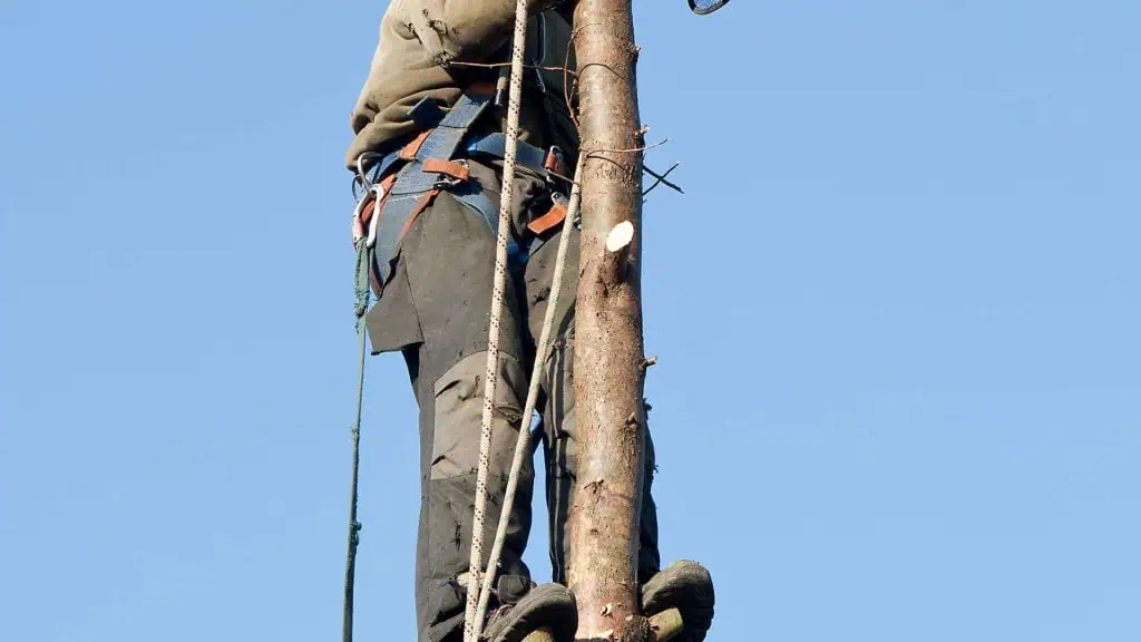 A person wearing safety gear climbs a tall tree trunk against a clear blue sky, utilizing ropes and climbing equipment for efficient tree trimming. Their face is not visible.