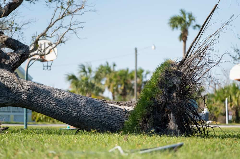 A large tree lies uprooted on the grass in a park in Suffolk County, NY, its roots exposed. In the background, basketball hoops and palm trees stand under a clear blue sky, inviting a tree service in Suffolk County, NY to handle its removal with care.