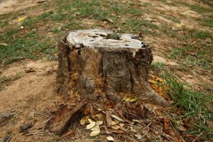 A weathered tree stump rests on grassy ground, with dried leaves scattered around. Its textured surface tells of a once-large tree. The patchy grass and exposed soil hint at recent stump grinding, ensuring the landscape's renewal through expert tree service.