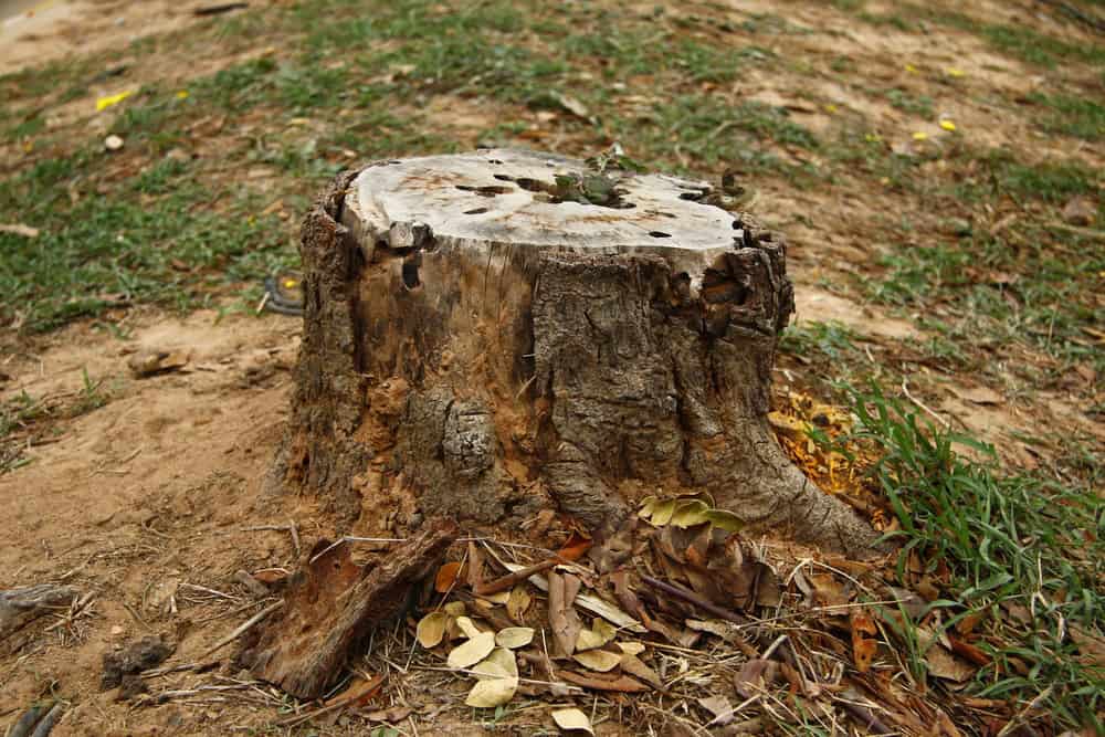 A weathered tree stump rests on grassy ground, with dried leaves scattered around. Its textured surface tells of a once-large tree. The patchy grass and exposed soil hint at recent stump grinding, ensuring the landscape's renewal through expert tree service.
