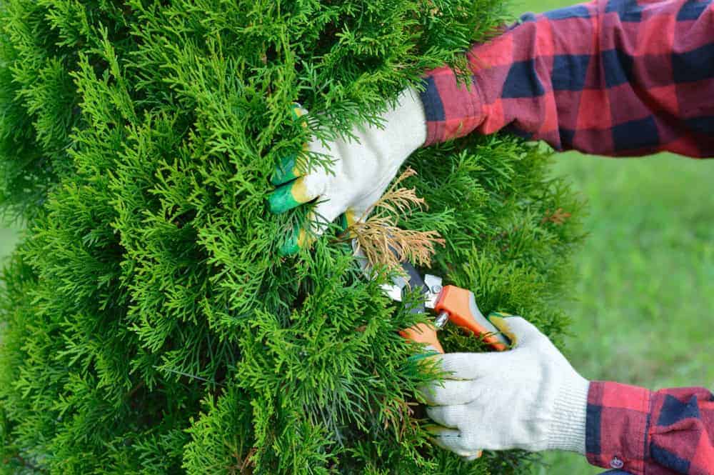A person wearing gloves and a red flannel shirt expertly trims a green bush with pruning shears, showcasing their tree trimming skills.
