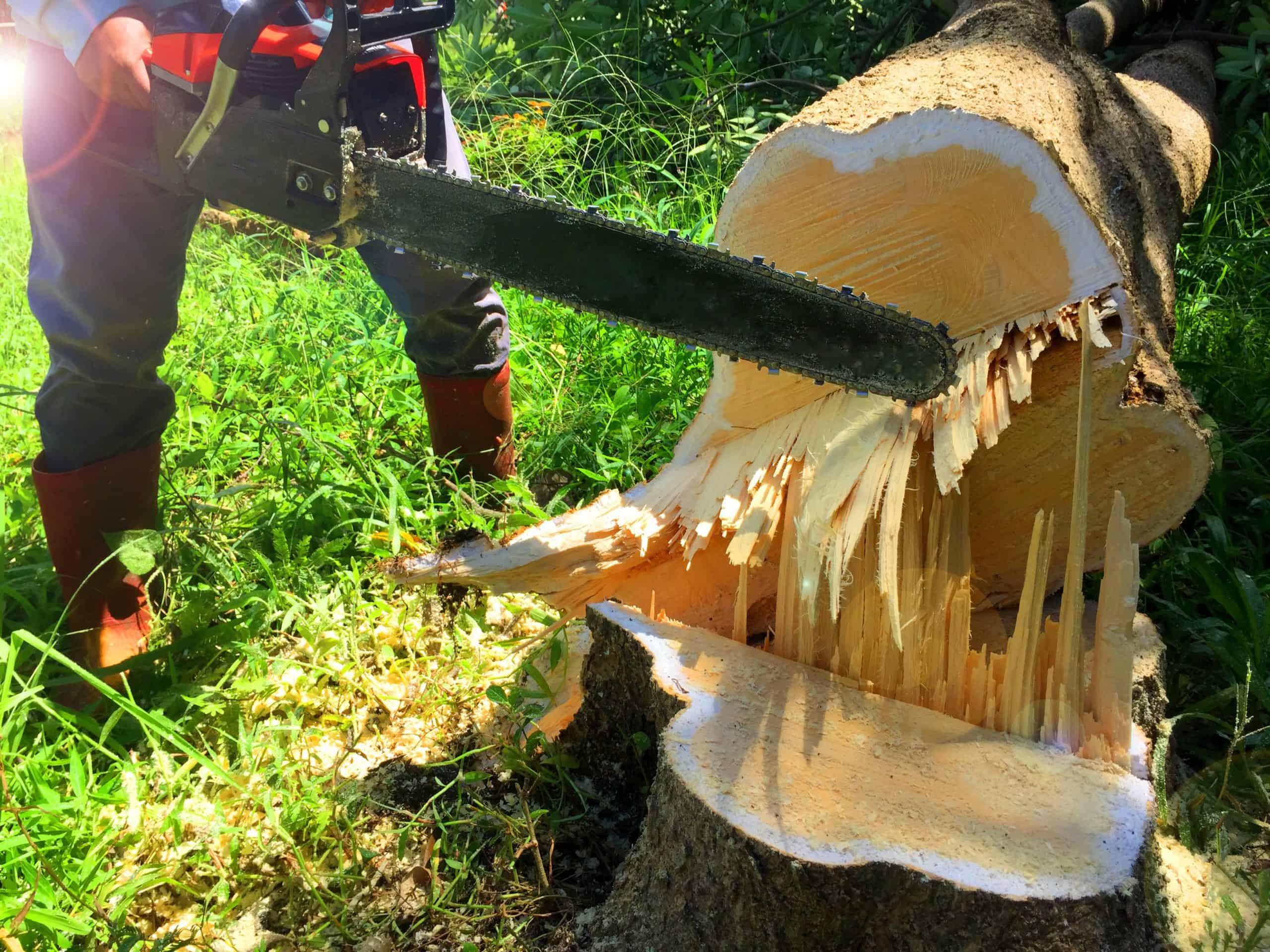 A person in work boots and protective clothing uses a chainsaw to cut through a large fallen tree trunk. Shards of wood are splintered where the chainsaw meets the tree. Sunlight illuminates the lush, green grass surrounding the scene.