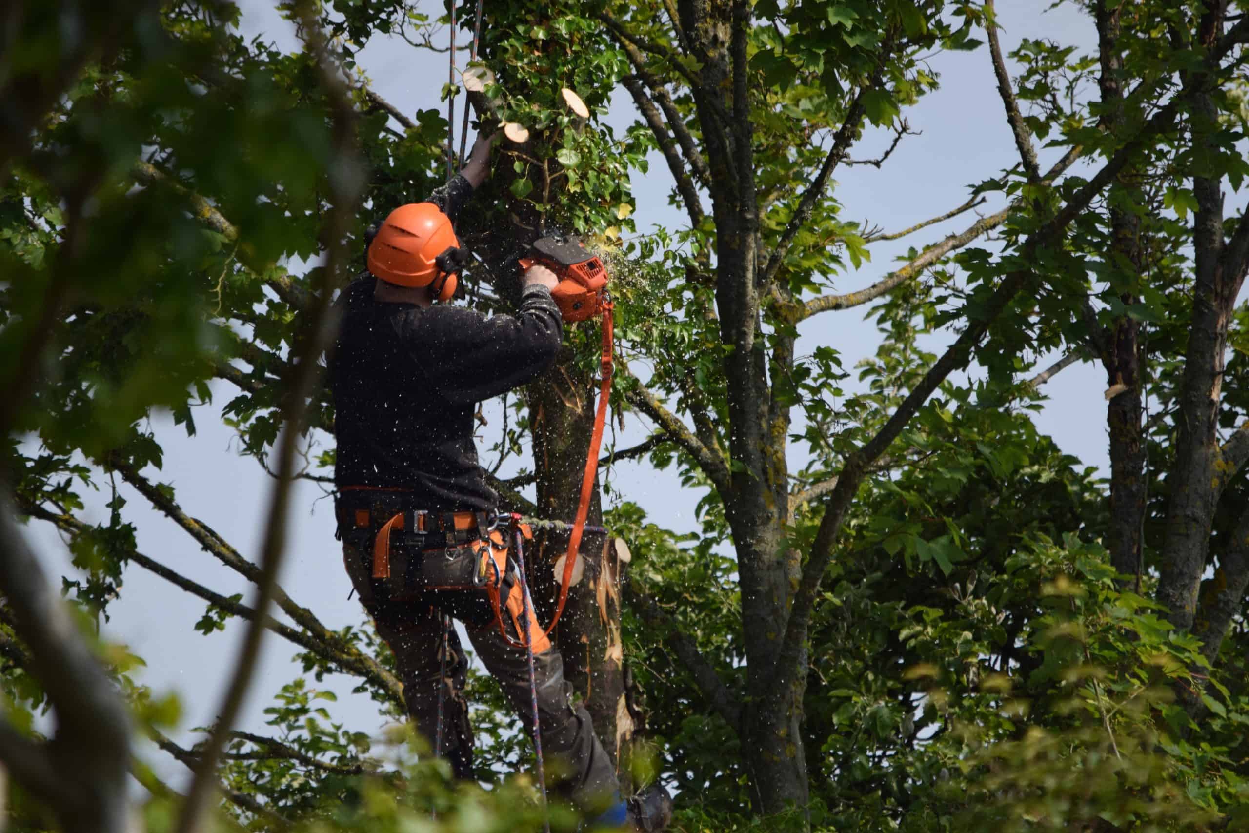 A person wearing an orange helmet and safety gear is using a chainsaw to cut branches high up in a leafy tree. Sunlight filters through the leaves, and sawdust is visible in the air.
