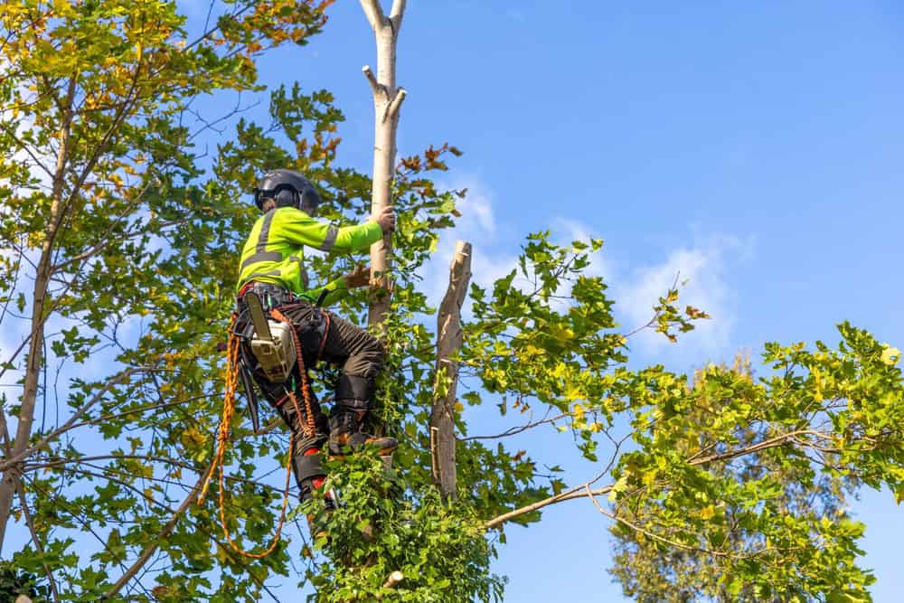 A tree worker in bright safety gear, including a helmet and harness, climbs a tall tree surrounded by green leaves. The sky is clear and blue. Equipment is attached to their belt, and a cut branch is visible beside them.