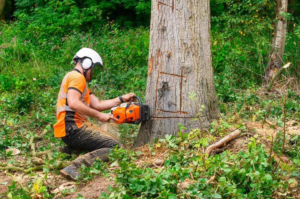 A person wearing protective gear, including a helmet and ear protection, uses a chainsaw to cut down a large tree in a forest. The ground is covered in leaves and small branches.