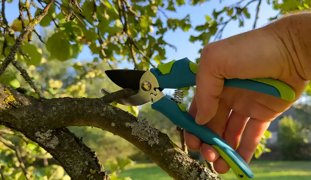 A hand holding blue and green pruning shears trims a small branch from a tree with green leaves, against a sunlit outdoor background. This scene, likely taking place in Suffolk County, NY, captures the simple act of gardening.