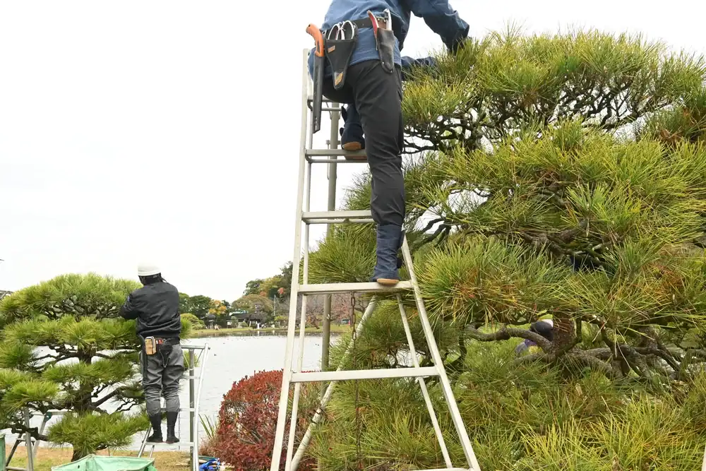 Two gardeners, dressed in work clothes and helmets, are trimming pine trees in Suffolk County, NY. One gardener is on a ladder while the other is on the ground, with a picturesque pond and lush greenery visible behind them.