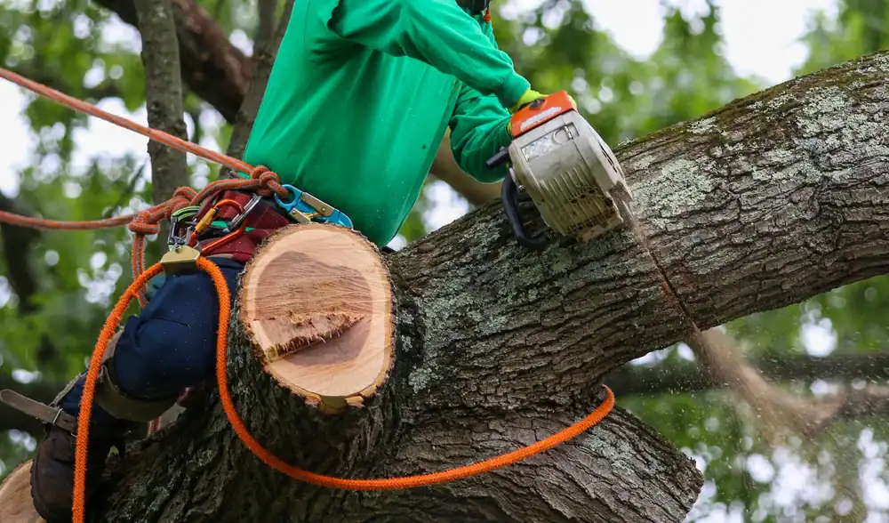 A person in protective gear uses a chainsaw to cut a large tree branch while suspended with ropes in Suffolk County, NY, with sawdust visible in the air.