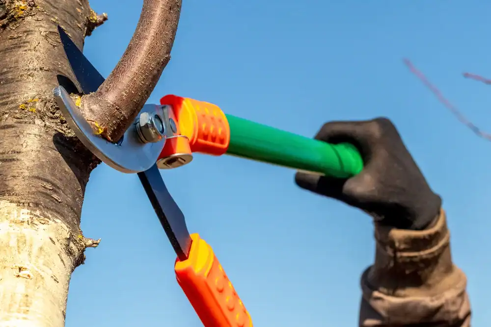 Close-up of a gloved person using orange-handled loppers to prune a tree branch under a clear blue sky in Suffolk County, NY.