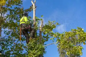 An arborist in safety gear trims branches high up in a tree under a clear blue sky in Suffolk County, NY, with sawdust visible in the air.
